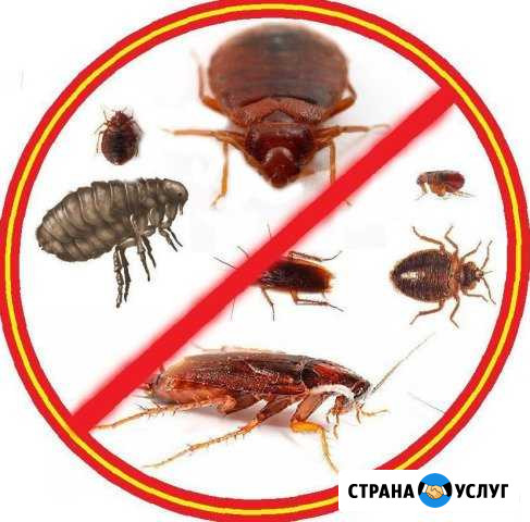 Уничтожение насекомых,клопы,тараканы,муравьи,клещи Кострома - изображение 1