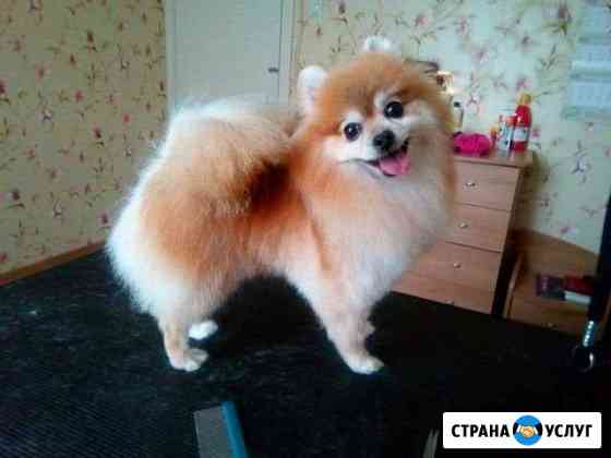 Стрижка собак Пермь