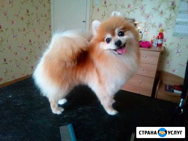 Стрижка собак Пермь - изображение 1