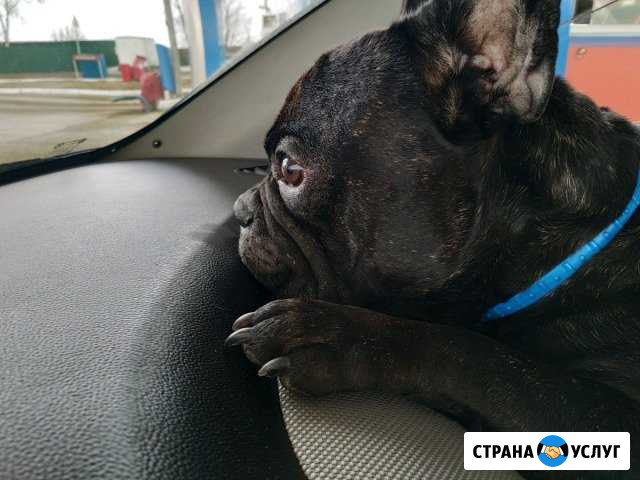 Вязка, французкий бульдог Ленинск-Кузнецкий - изображение 1