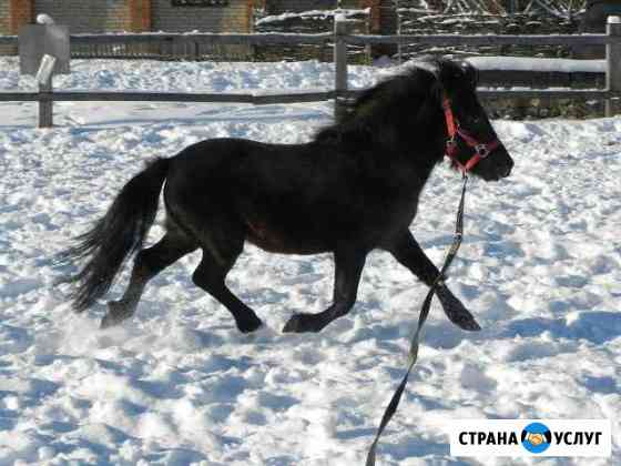 Обучение верховой езде Москва