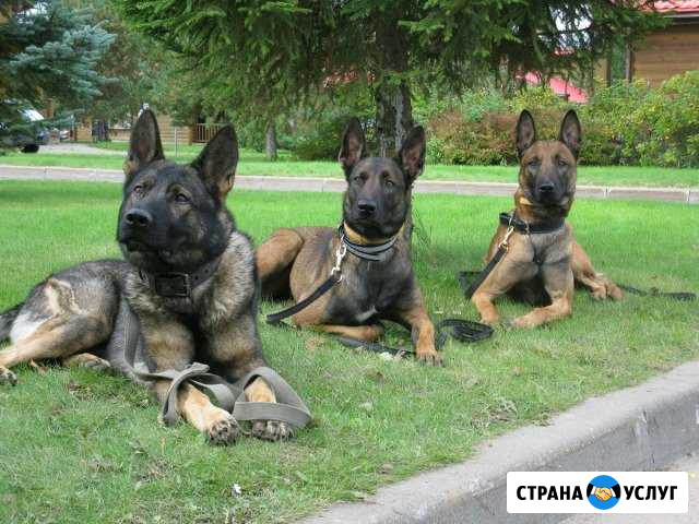 Обучение, дрессировка передержка собак Челябинск - изображение 1