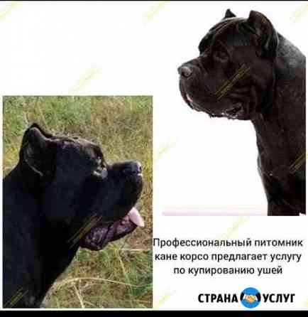 Купирование и коррекция ушей Москва