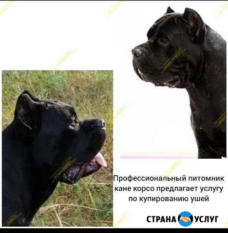 Купирование и коррекция ушей Москва - изображение 1