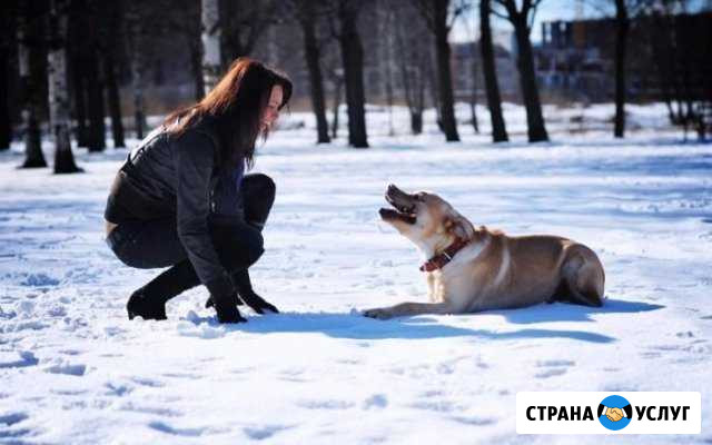 Передержка и выгул собак Старый Оскол - изображение 1