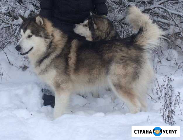 Кобель для вязки Домодедово - изображение 1