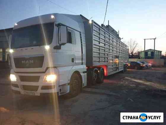 Скотовозы перевозка скота Саратов