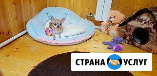 Гостиница-пансион для собак Симферополь - изображение 1