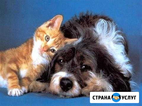 Передержка животных во время вашего отпуска Хабаровск - изображение 1