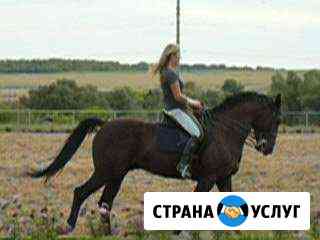 Лошади для занятий Самара