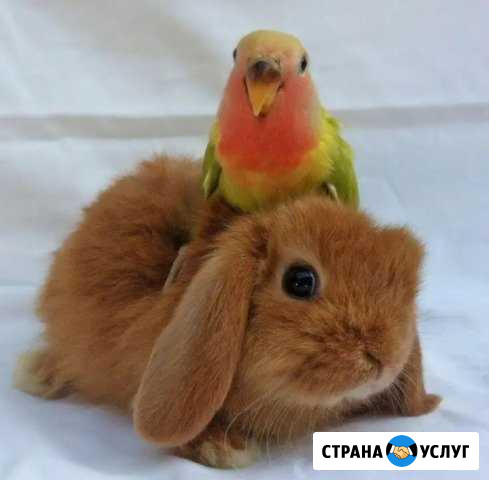 Передержка грызунов и птиц Орехово-Зуево - изображение 1