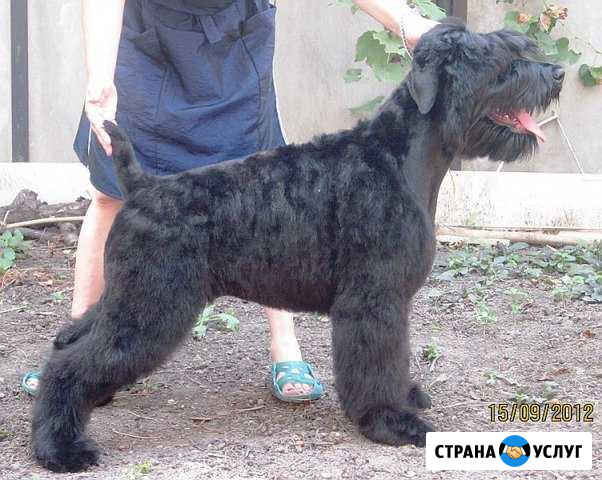 Стрижка собак и кошек Ростов-на-Дону - изображение 1