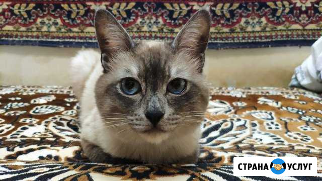 Кот на вязку Ульяновск - изображение 1