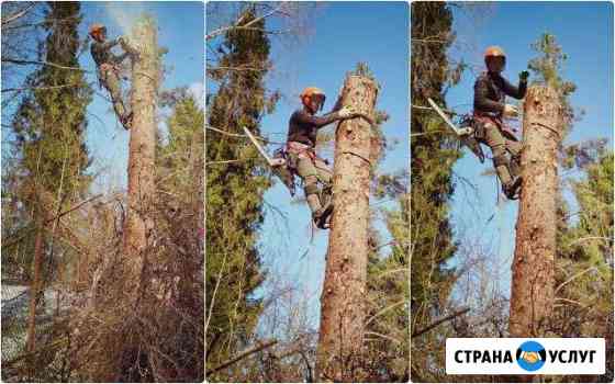 Спилить дерево частями, Спил и валка деревьев Санкт-Петербург
