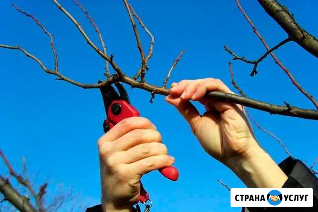 Садовые услуги Ленинкент - изображение 1