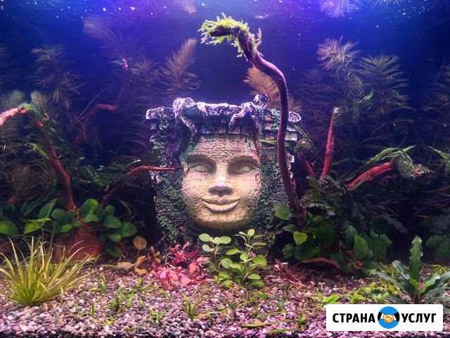 Чистка, обслуживание и оформление аквариумов Москва - изображение 1