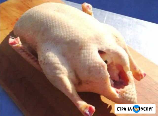 Домашний гусь Таганрог - изображение 1