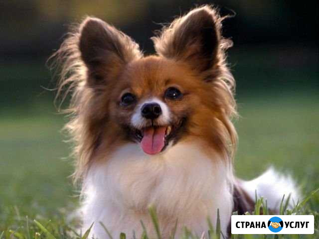 Прививки кошкам и собакам Владимир - изображение 1