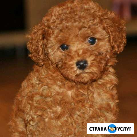 Стрижка собак и кошек (груминг) Лиски - изображение 1