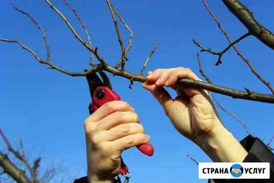 Обрезка винограда, обрезка деревьев Ростов-на-Дону