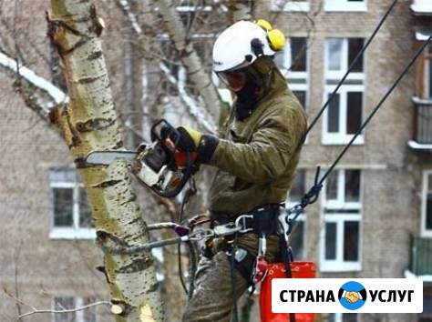 Спил деревьев, расчистка участков Богородицк - изображение 1