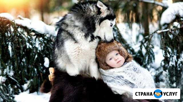 Катание на упряжках, фотосъемка Комсомольск-на-Амуре - изображение 1