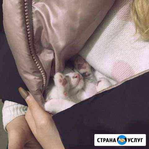 Передержка Липецк