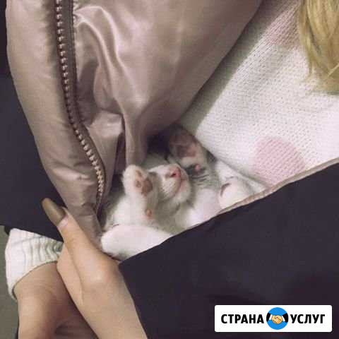 Передержка Липецк - изображение 1