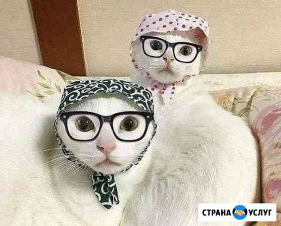 Стрижка кошек Нефтекамск