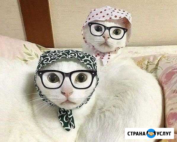 Стрижка кошек Нефтекамск - изображение 1