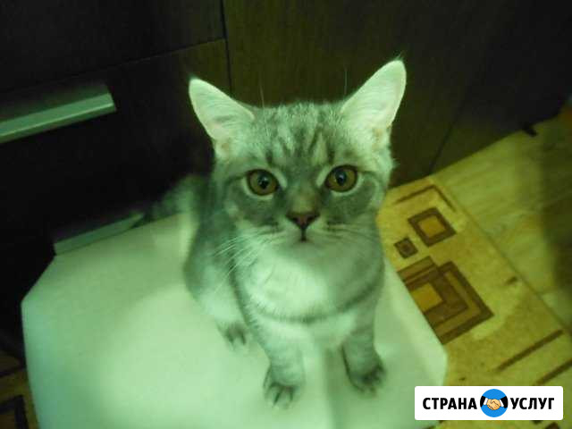 Котик Губкин - изображение 1