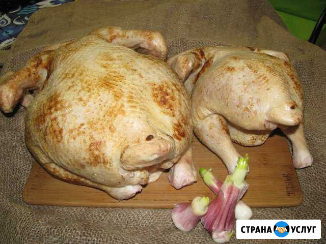 Мясо цыплят бройлеров Кингисепп - изображение 1
