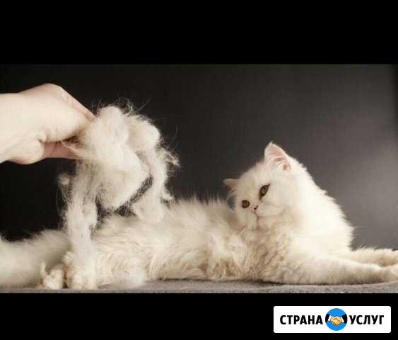 Стрижка Кошки (с. Вельяминово) Михнево - изображение 1