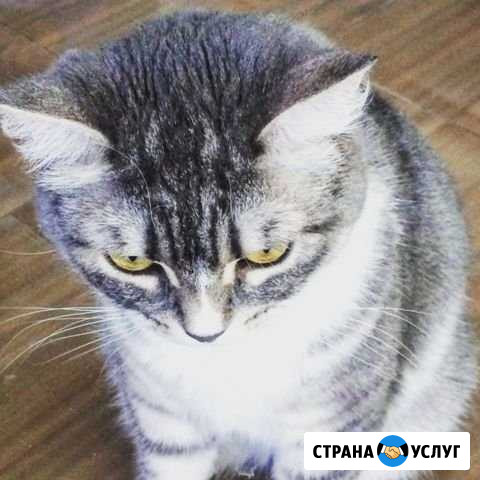Зоогостиница, передержка животных Новосибирск - изображение 1
