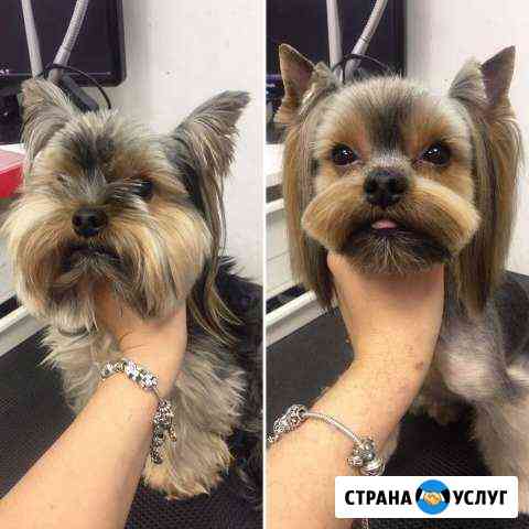 Стрижка собак. Автозавод Нижний Новгород