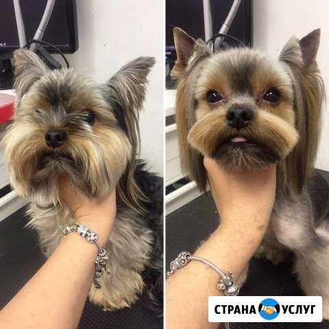 Стрижка собак. Автозавод Нижний Новгород - изображение 1