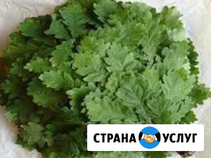 Веники для бани Юрьев-Польский - изображение 1