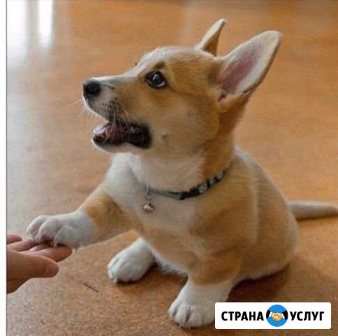 Стрижка собак и кошек Хабаровск - изображение 1