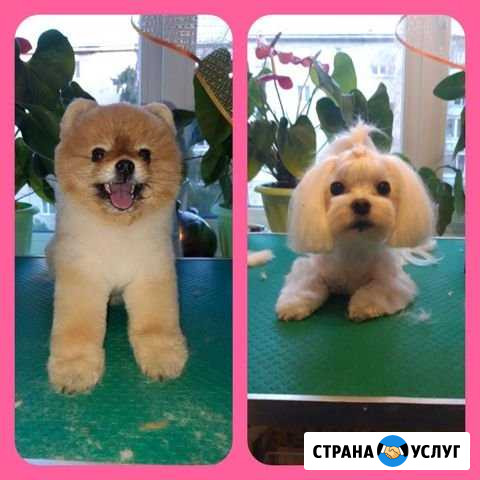 Месяц скидок Стрижка и триминг собак, кошек, кроли Красноярск - изображение 1