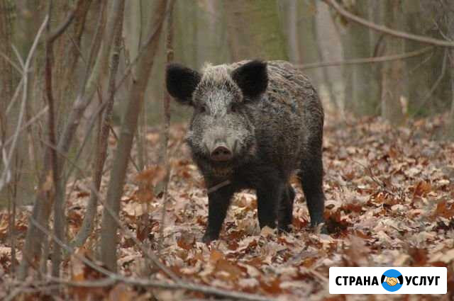 Охота Теплое - изображение 1