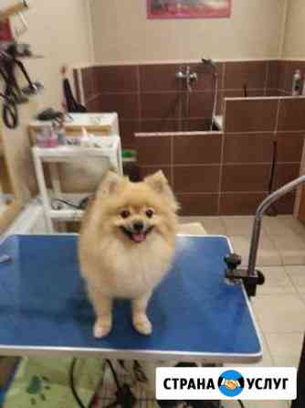 Грумер, стрижка собак, груминг Казань
