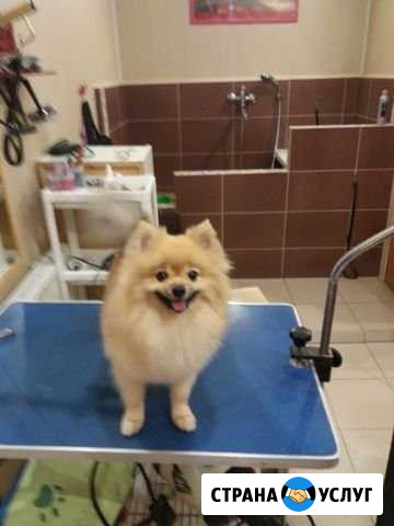 Грумер, стрижка собак, груминг Казань - изображение 1