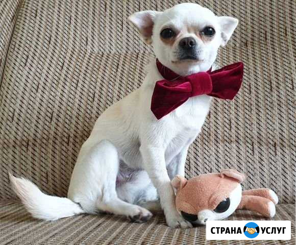Вязка Чихуахуа Новосибирск - изображение 1
