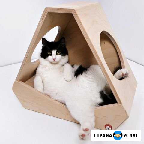 Зоогостиница для котиков, передержка Анапа - изображение 1