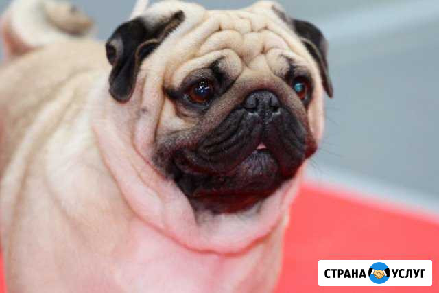 Предлагается титулованный кобель мопса для вязки Североуральск - изображение 1