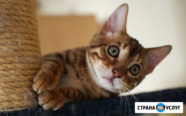 Передержка кошечек Сургут - изображение 1