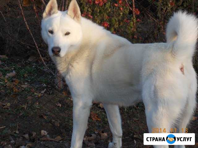 Лайка вязка Красное - изображение 1