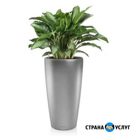 Профессиональный уход за растениями Одинцово - изображение 1