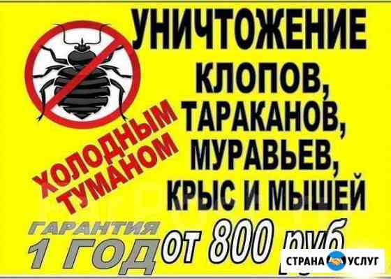 Уничтожение клопов, тараканов, крыс, мышей, клещей Сочи