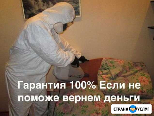 Уничтожение клопов, обработка от тараканов Нижний Новгород - изображение 1